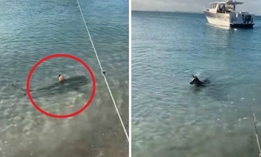 Σκυλάκος ορμά στο νερό για να προστατεύσει το αφεντικό του από καρχαρία